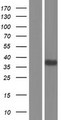 MFGE8 /Lactadherin Protein - Western validation with an anti-DDK antibody * L: Control HEK293 lysate R: Over-expression lysate