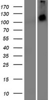 MFHAS1 Protein - Western validation with an anti-DDK antibody * L: Control HEK293 lysate R: Over-expression lysate