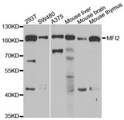 MFI2 / p97 Antibody - Western blot analysis of extracts of various cell lines.