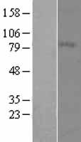 MFI2 / p97 Protein - Western validation with an anti-DDK antibody * L: Control HEK293 lysate R: Over-expression lysate