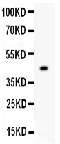 MFN1 Antibody - Mitofusin 1 antibody Western blot. All lanes: Anti Mitofusin 1 at 0.5 ug/ml. WB: Recombinant Human Mitofusin 1 Protein 0.5ng. Predicted band size: 45 kD. Observed band size: 45 kD.