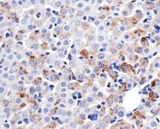 MFN1 Antibody - Immunohistochemistry-Paraffin: Mitofusin-1 Antibody (11E9-1H12) - IHC of Mitofusin-1 in mouse liver.  This image was taken for the unconjugated form of this product. Other forms have not been tested.