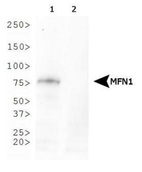 MFN1 Antibody - Western Blot: Mitofusin-1 Antibody (11E9-1H12) - Analysis of Mitofusin-1 expression in 1) MEF wild-type and 2) MEF Mitofusin-1-null whole cell lysates.  This image was taken for the unconjugated form of this product. Other forms have not been tested.
