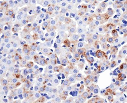 MFN1 Antibody - Immunohistochemistry-Paraffin: Mitofusin-1 Antibody (11E9-1H12) - IHC of Mitofusin-1 in mouse liver.  This image was taken for the unconjugated form of this product. Other forms have not been tested.