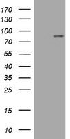 MFN1 Antibody - HEK293T cells were transfected with the pCMV6-ENTRY control (Left lane) or pCMV6-ENTRY MFN1 (Right lane) cDNA for 48 hrs and lysed. Equivalent amounts of cell lysates (5 ug per lane) were separated by SDS-PAGE and immunoblotted with anti-MFN1.