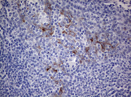 MFN1 Antibody - IHC of paraffin-embedded Human tonsil using anti-MFN1 mouse monoclonal antibody.