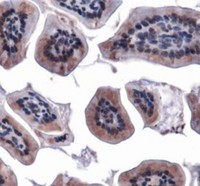 MFN1 Antibody - Immunohistochemistry: Mitofusin-1 Antibody - IHC of Mfn1 in mouse intestine.  This image was taken for the unconjugated form of this product. Other forms have not been tested.