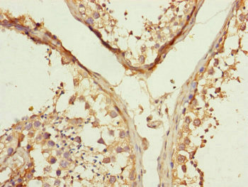 MFN1 Antibody - Immunohistochemistry of paraffin-embedded human testis tissue at dilution of 1:100