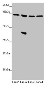 MFN1 Antibody - Western blot All Lanes:MFN1 antibody at 1.1 ug/ml Lane 1: Human placenta tissue Lane 2: Jurkat whole cell lysate Lane 3: Hela whole cell lysate Lane 4: K562 whole cell lysate Secondary Goat polyclonal to rabbit IgG at 1/10000 dilution Predicted band size: 85,42,72 kDa Observed band size: 84,42 kDa