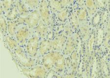 MFN1 Antibody - 1:100 staining mouse kidney tissue by IHC-P. The sample was formaldehyde fixed and a heat mediated antigen retrieval step in citrate buffer was performed. The sample was then blocked and incubated with the antibody for 1.5 hours at 22°C. An HRP conjugated goat anti-rabbit antibody was used as the secondary.