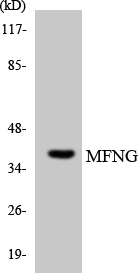 MFNG / Manic Fringe Antibody - Western blot analysis of the lysates from HepG2 cells using MFNG antibody.