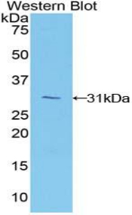 MFNG / Manic Fringe Antibody - Western blot of recombinant MFNG / Manic Fringe.  This image was taken for the unconjugated form of this product. Other forms have not been tested.