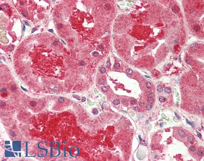 MFNG / Manic Fringe Antibody - Anti-MFNG / Manic Fringe antibody IHC staining of human kidney. Immunohistochemistry of formalin-fixed, paraffin-embedded tissue after heat-induced antigen retrieval. Antibody concentration 5 ug/ml.  This image was taken for the unconjugated form of this product. Other forms have not been tested.