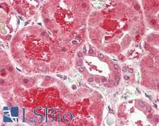 MFNG / Manic Fringe Antibody - Anti-MFNG / Manic Fringe antibody IHC staining of human kidney. Immunohistochemistry of formalin-fixed, paraffin-embedded tissue after heat-induced antigen retrieval. Antibody concentration 5 ug/ml.  This image was taken for the unconjugated form of this product. Other forms have not been tested.