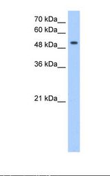 MFNG / Manic Fringe Antibody - HepG2 cell lysate. Antibody concentration: 0.25 ug/ml. Gel concentration: 12%.  This image was taken for the unconjugated form of this product. Other forms have not been tested.