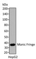 MFNG / Manic Fringe Antibody - Western blot analysis of HepG2 cell lysate using Rabbit anti Manic Fringe antibody.