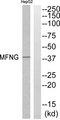 MFNG / Manic Fringe Antibody - Western blot analysis of extracts from HepG2 cells, using MFNG antibody.