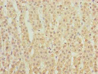 MFSD1 Antibody - Immunohistochemistry of paraffin-embedded human adrenal gland tissue using MFSD1 Antibody at dilution of 1:100