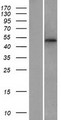 MFSD1 Protein - Western validation with an anti-DDK antibody * L: Control HEK293 lysate R: Over-expression lysate