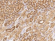 MFSD11 / ET Antibody - Immunochemical staining of human MFSD11 in human kidney with rabbit polyclonal antibody at 1:500 dilution, formalin-fixed paraffin embedded sections.
