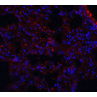 MFSD2A Antibody - Immunofluorescence of MFSD2A in mouse lung tissue with MFSD2A antibody at 20 µg/mL.