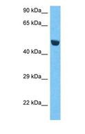 MFSD3 Antibody - Western blot of MFSD3 Antibody with human HepG2 Whole Cell lysate.  This image was taken for the unconjugated form of this product. Other forms have not been tested.