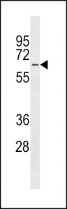 MFSD4 Antibody - MFSD4 Antibody western blot of HepG2 cell line lysates (35 ug/lane). The MFSD4 antibody detected the MFSD4 protein (arrow).