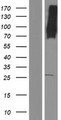 MFSD6 Protein - Western validation with an anti-DDK antibody * L: Control HEK293 lysate R: Over-expression lysate