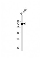 MFSD6L Antibody - Anti-MFSD6L Antibody at 1:2000 dilution + human testis lysates Lysates/proteins at 20 ug per lane. Secondary Goat Anti-Rabbit IgG, (H+L), Peroxidase conjugated at 1/10000 dilution Predicted band size : 64 kDa Blocking/Dilution buffer: 5% NFDM/TBST.