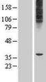 MFSD6L Protein - Western validation with an anti-DDK antibody * L: Control HEK293 lysate R: Over-expression lysate