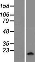 MFSD7 / MYL5 Protein - Western validation with an anti-DDK antibody * L: Control HEK293 lysate R: Over-expression lysate