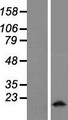 MFSD7 / MYL5 Protein - Western validation with an anti-DDK antibody * L: Control HEK293 lysate R: Over-expression lysate