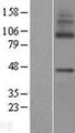 MFSD7 Protein - Western validation with an anti-DDK antibody * L: Control HEK293 lysate R: Over-expression lysate