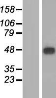 MFSD9 Protein - Western validation with an anti-DDK antibody * L: Control HEK293 lysate R: Over-expression lysate