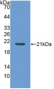 MGAM / Maltase-Glucoamylase Antibody - Western Blot; Sample: Recombinant MGA, Human.