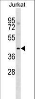 MGAT / GLYT1 Antibody - MGAT1 Antibody western blot of Jurkat cell line lysates (35 ug/lane). The MGAT1 antibody detected the MGAT1 protein (arrow).