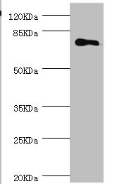 MGAT / GLYT1 Antibody - Western blot All Lanes:MGAT1 antibody at 1.18ug/ml+293T whole cell lysate Secondary Goat polyclonal to rabbit at 1/10000 dilution Predicted band size: 75kDa Observed band size: 75kDa