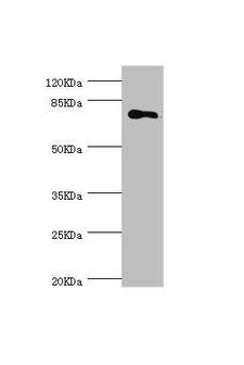 MGAT / GLYT1 Antibody - Western blot All lanes: MGAT1 antibody at 1.18µg/ml + 293T whole cell lysate Secondary Goat polyclonal to rabbit IgG at 1/10000 dilution Predicted band size: 75 kDa Observed band size: 75 kDa