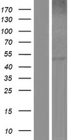 MGAT / GLYT1 Protein - Western validation with an anti-DDK antibody * L: Control HEK293 lysate R: Over-expression lysate