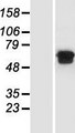 MGAT2 Protein - Western validation with an anti-DDK antibody * L: Control HEK293 lysate R: Over-expression lysate