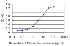 MGAT4A Antibody - Detection limit for recombinant GST tagged MGAT4A is approximately 0.1 ng/ml as a capture antibody.