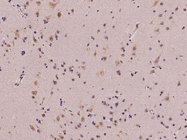 MGAT4A Antibody - Immunochemical staining of human MGAT4A in human brain with rabbit polyclonal antibody at 1:100 dilution, formalin-fixed paraffin embedded sections.