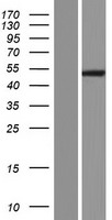 MGAT4A Protein - Western validation with an anti-DDK antibody * L: Control HEK293 lysate R: Over-expression lysate