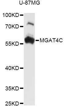 MGAT4C Antibody - Western blot analysis of extracts of U-87MG cells, using MGAT4C antibody at 1:3000 dilution. The secondary antibody used was an HRP Goat Anti-Rabbit IgG (H+L) at 1:10000 dilution. Lysates were loaded 25ug per lane and 3% nonfat dry milk in TBST was used for blocking. An ECL Kit was used for detection and the exposure time was 30s.