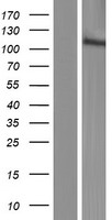 MGC50722 Protein - Western validation with an anti-DDK antibody * L: Control HEK293 lysate R: Over-expression lysate