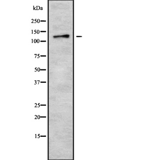 MGEA5 Antibody - Western blot analysis of MGEA5 using COS7 whole cells lysates