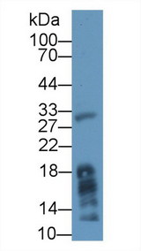 MGLL / Monoacylglycerol Lipase Antibody - Western Blot; Sample: Mouse Liver lysate; Primary Ab: 1µg/ml Rabbit Anti-Human MGL Antibody Second Ab: 0.2µg/mL HRP-Linked Caprine Anti-Rabbit IgG Polyclonal Antibody