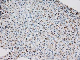 MGLL / Monoacylglycerol Lipase Antibody - IHC of paraffin-embedded Human pancreas tissue using anti-MGLL mouse monoclonal antibody.