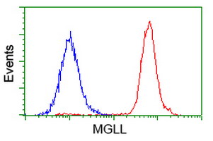 MGLL / Monoacylglycerol Lipase Antibody - Flow cytometry of HeLa cells, using anti-MGLL antibody (Red), compared to a nonspecific negative control antibody (Blue).