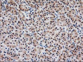 MGLL / Monoacylglycerol Lipase Antibody - IHC of paraffin-embedded Human pancreas tissue using anti-MGLL mouse monoclonal antibody.